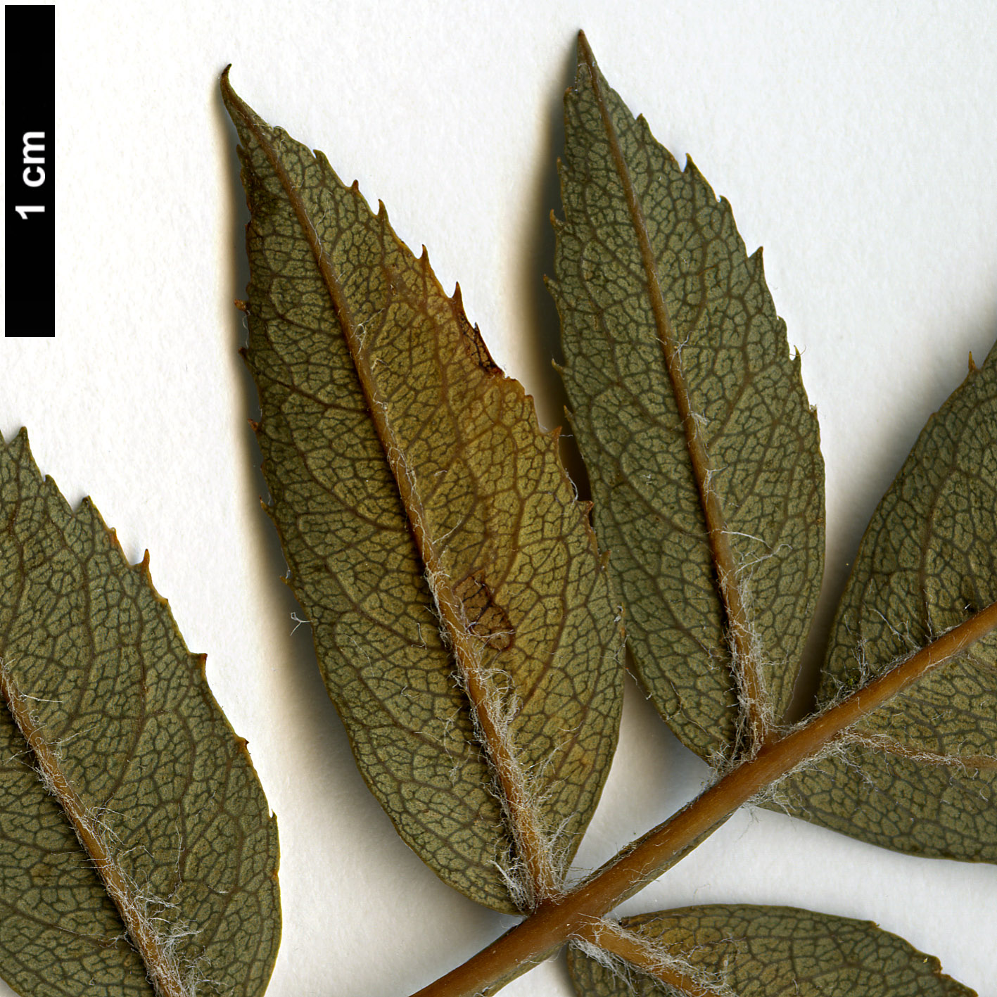 High resolution image: Family: Rosaceae - Genus: Sorbus - Taxon: KR 3647B (sect. discolores)